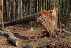 Perusak Hutan di Sumatera Menambah Deretan Masalah Kian Kompleks 