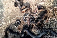 Pasca Kebakaran Hutan di Gunung Sindur Bogor, Banyak Ular Mati Ditemukan Warga