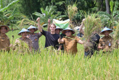 Dorong Ketahanan Pangan, Beras Organik Menjadi Identitas Kebanggaan Panen Padi dan Ikan di Karanganyar