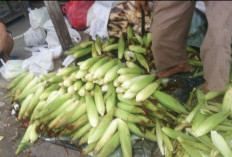 Panen Jagung Warnai Akhir Tahun, Petani Ciherang Jutak Rayakan dengan Penuh Sukacita