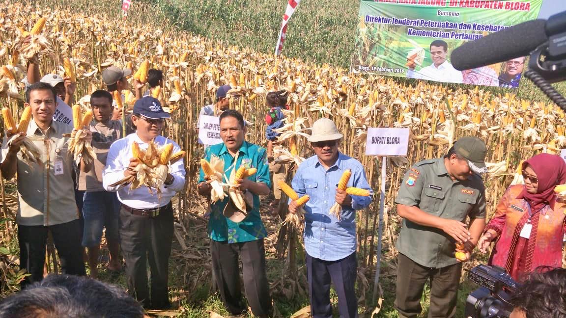 Panen Raya Jagung di Blora, Kementan Fasilitasi Kerjasama Petani dan Peternak Ayam