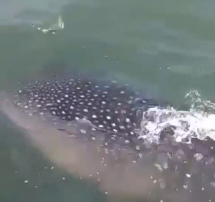 Ikan Hiu Tutul Terdampar di Pantai Tanjung Kait Tangerang Gegerkan Warga