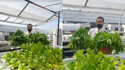 THE 1O1 Bogor Suryakancana Mengubah Rooftopnya Menjadi Kebun Hydroponik