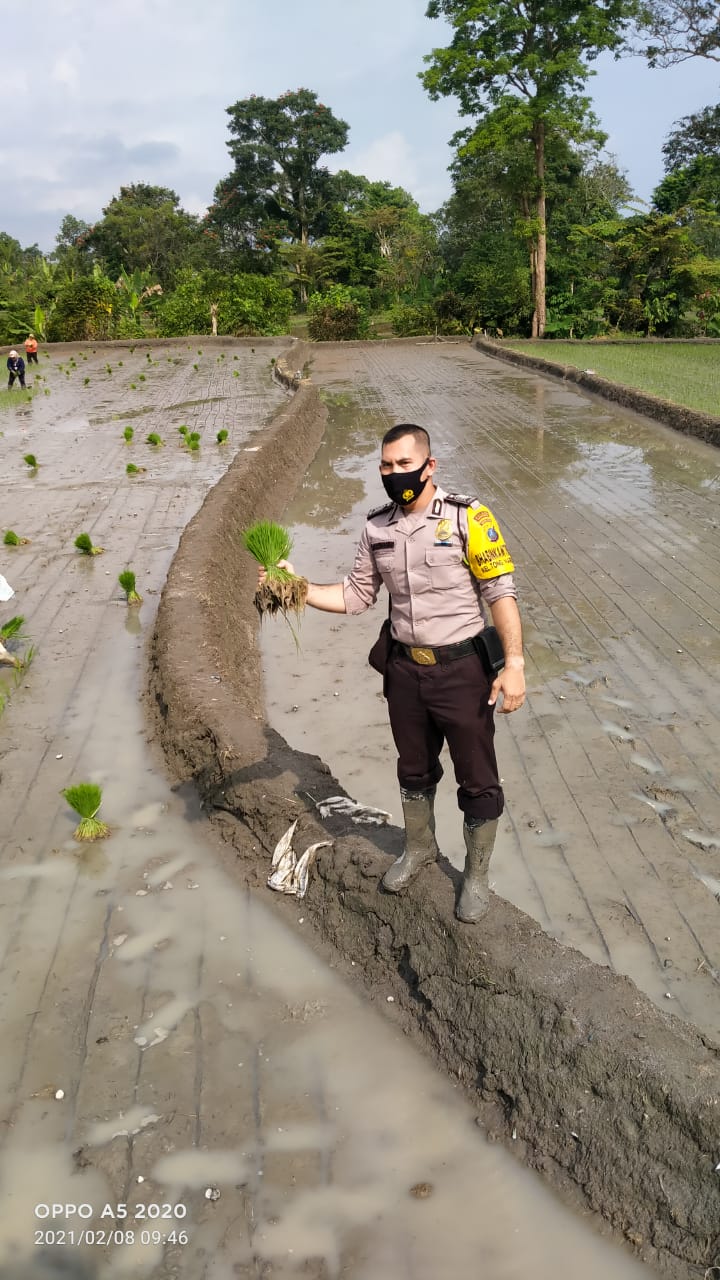 Kanit Binmas Polsek Siantar Marihat Bersama Bhabinkamtibmas Bantu Petani Tanam Padi