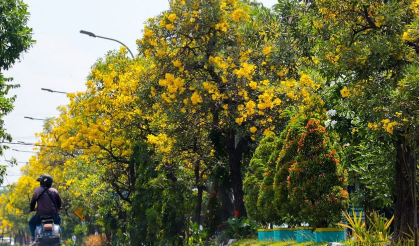 Tabebuya Hiasi Momen Lebaran di Surabaya