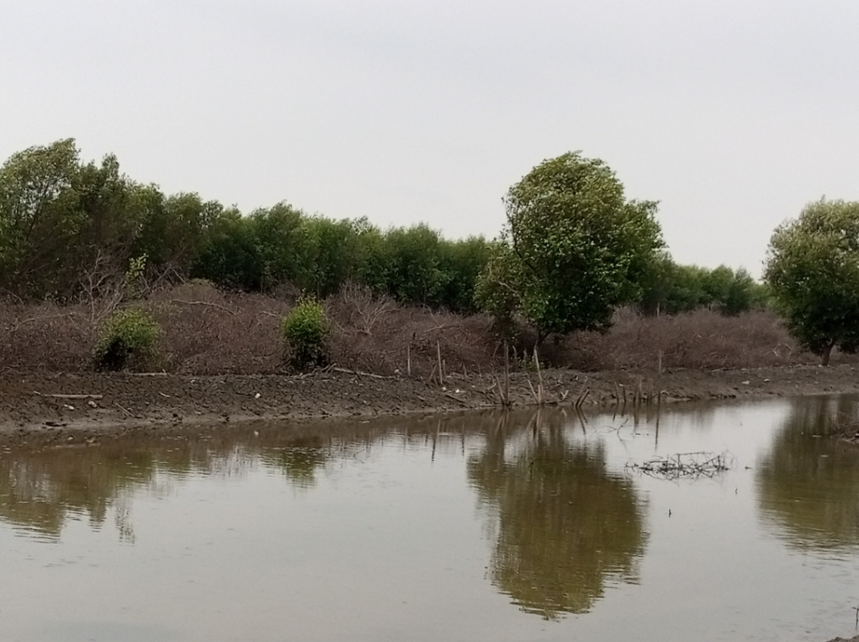 Ironis Pohon Mangrove di Desa Lontar Kemiri Ditebangi,  IMANU Desak Perhutani Tegas