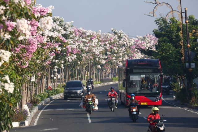 Tabebuya Bermekaran, Suasana Surabaya Serasa di Jepang