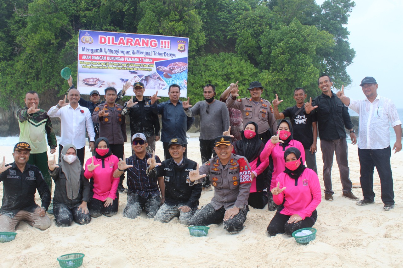 Projo Apresiasi Penegakan Hukum “Perlindungan Penyu” Oleh Polres Simeulue.