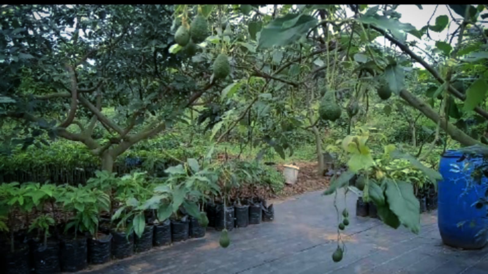 Specta Farm Salah Satu Kebon Yang Bisa Dijadikan Edukasi Tentang Perkebunan Khususnya Pohon Alpukat di Bogor