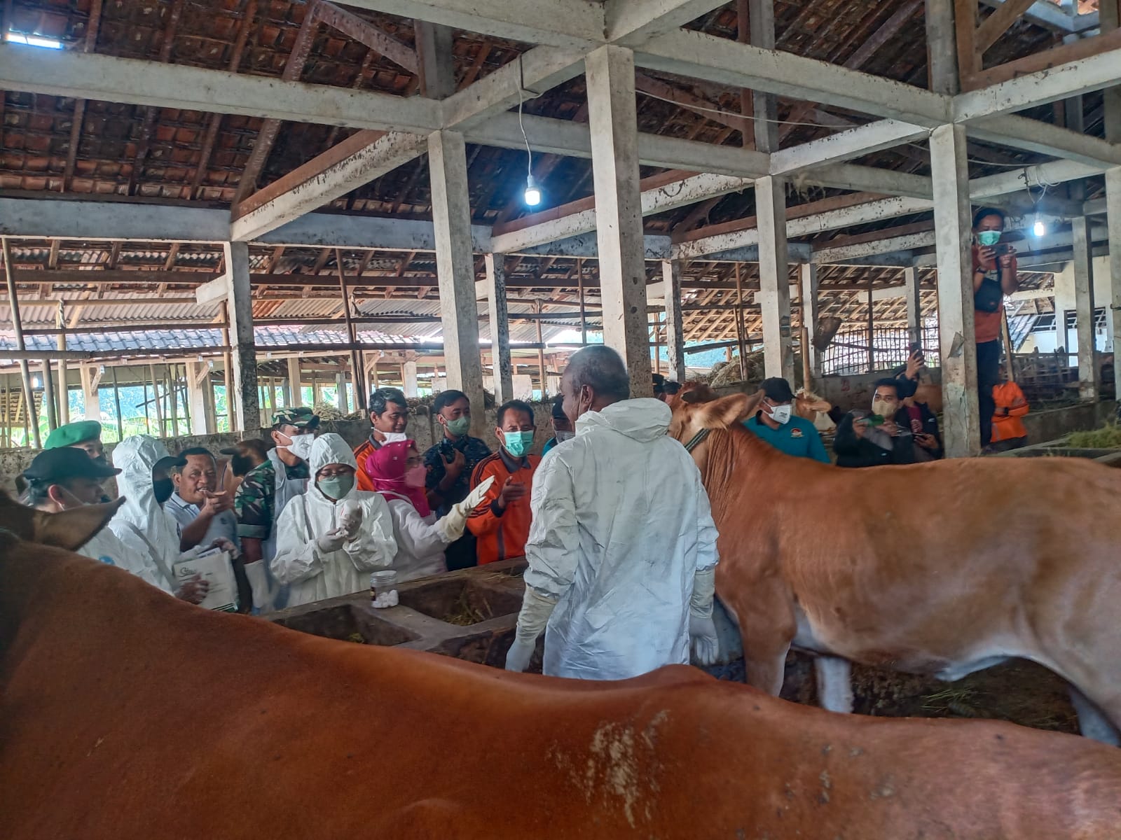 Bupati Luncurkan Vaksinasi Hewan, 3000 Dosis Sampai Tanggal 2 Juli Bupati Karanganyar Minta Sapi untuk Korban 