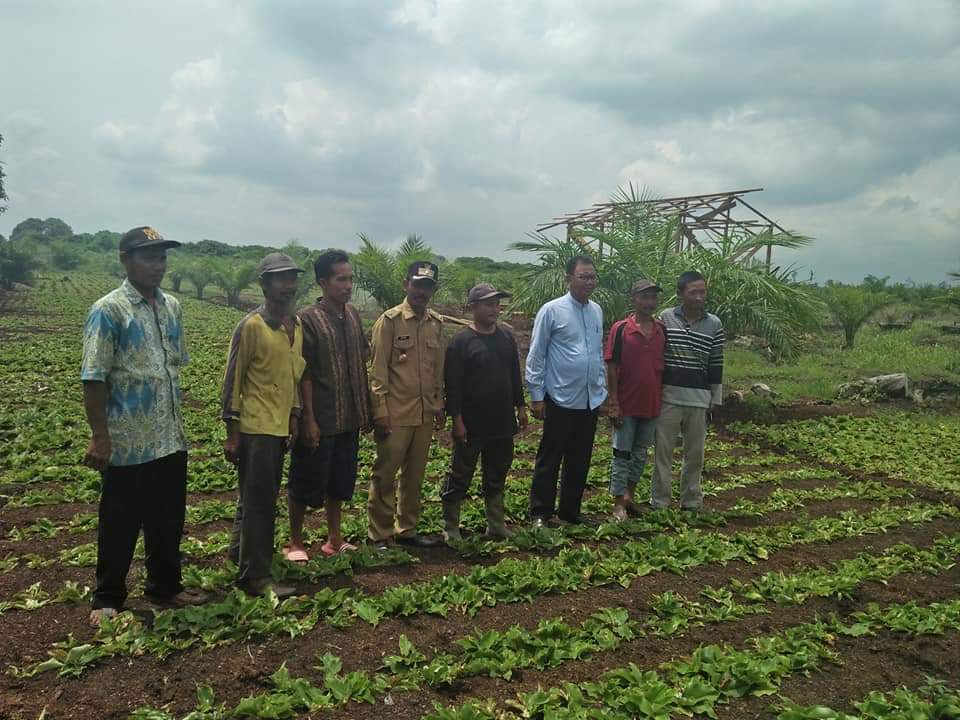 Analisis Usahatani Kencur (Studi Kasus : Desa Sei Lumut Kecamatan Panai Hilir Kabupaten Labuhanbatu)