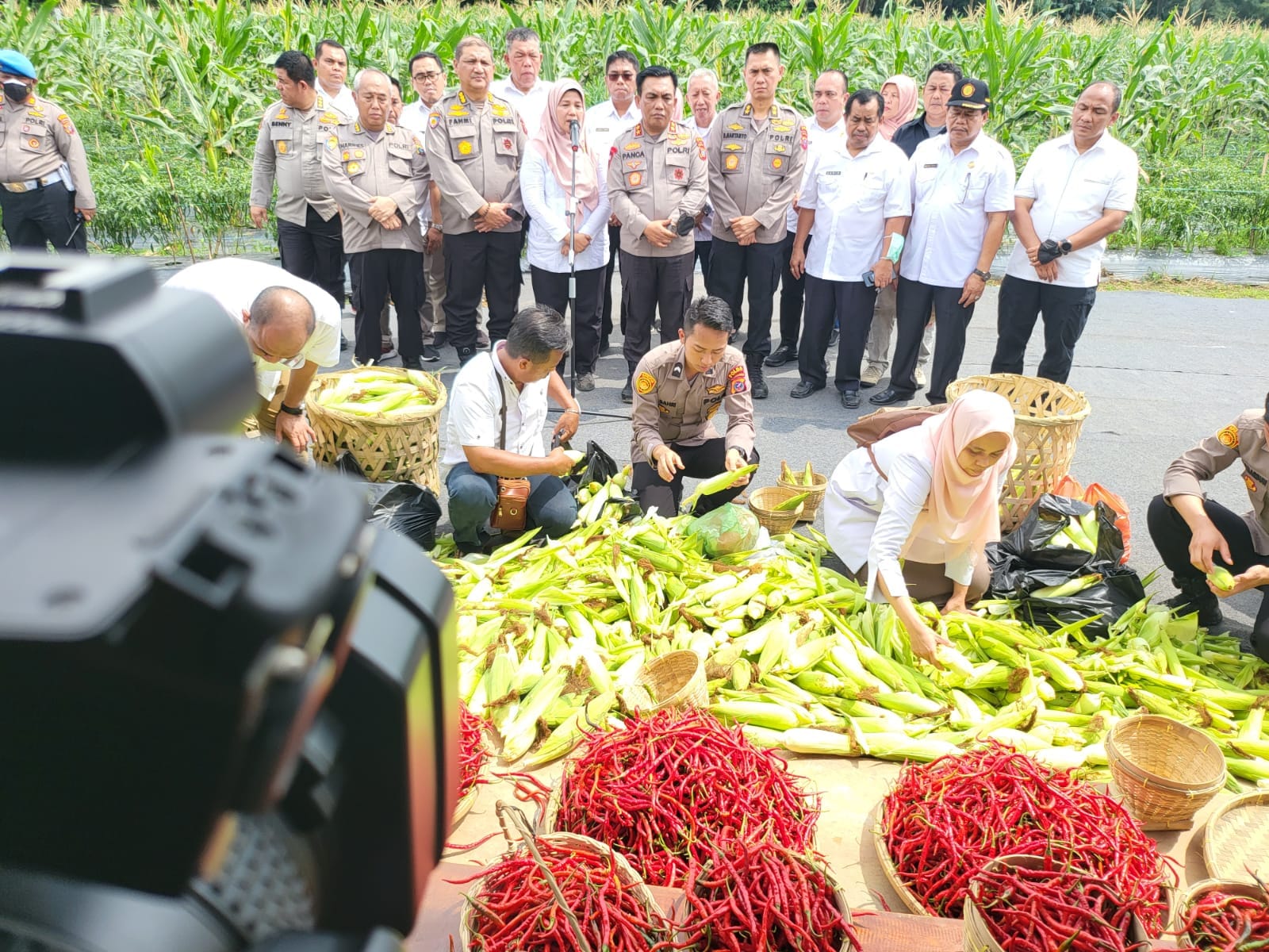 Polda Sumut Panen Perdana Jagung dan Cabai Merah   