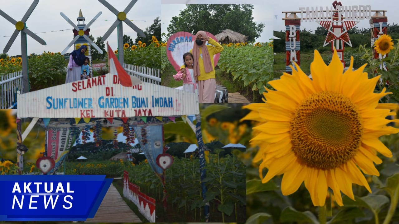 Telah dibuka Wisata Taman Bunga Matahari Bumi Indah, Pasar Kemis – Tangerang