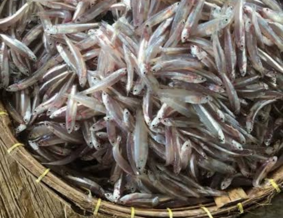 Meski Makanan Rakyat, Ikan Teri Banyak Mengandung Manfaat
