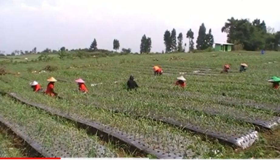 Sukabumi Kembangkan Komoditi Bawang Putih