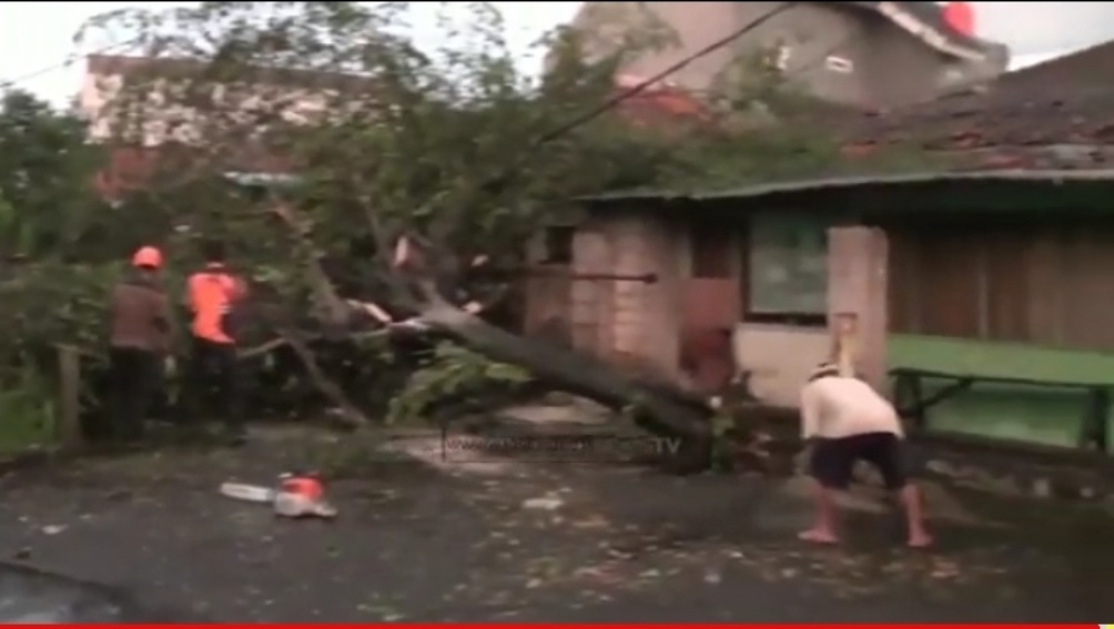 Pohon Tumbang Nyaris Menimpa Rumah Warga