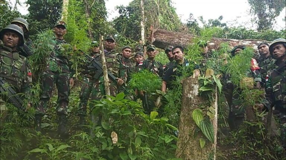 Di Kawasan Hutan Perbatasan RI-PNG, Ladang Ganja Ini Berhasil Ditemukan Petugas Patroli Keamanan