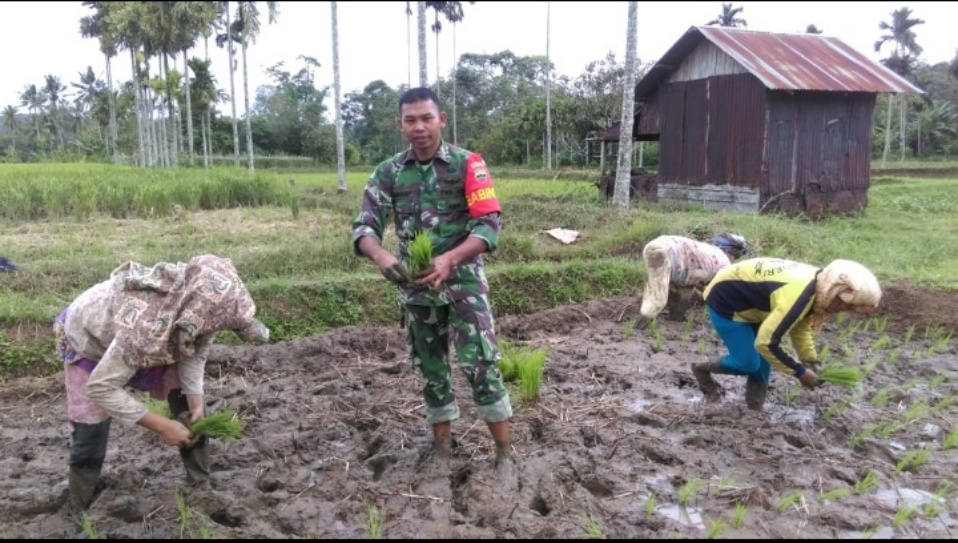 Sebagai Motivator Pertanian, Babinsa Koramil 03/Sipirok Terus Dampingi Petani Genjot Penanaman Padi