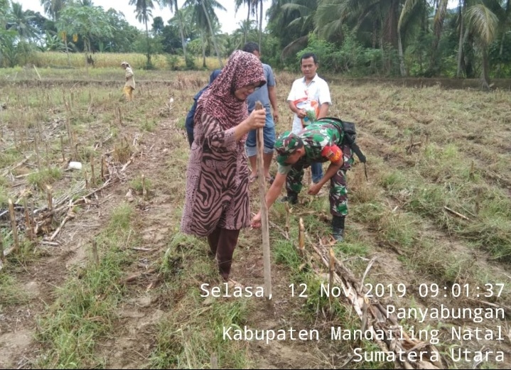 Bersama PPL, Babinsa Koramil 13/Panyabungan Dampingi Petani Penanaman Kedelai