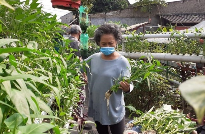 Sukardi Ajak Warga Panen Sayur dan Ikan Segar di Tengah Pandemi