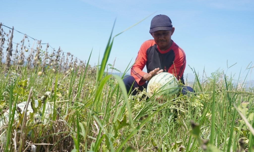 Harapan Petani Semangka di Kabupaten Batang Pada Siklus Panen Februari Hingga Mei