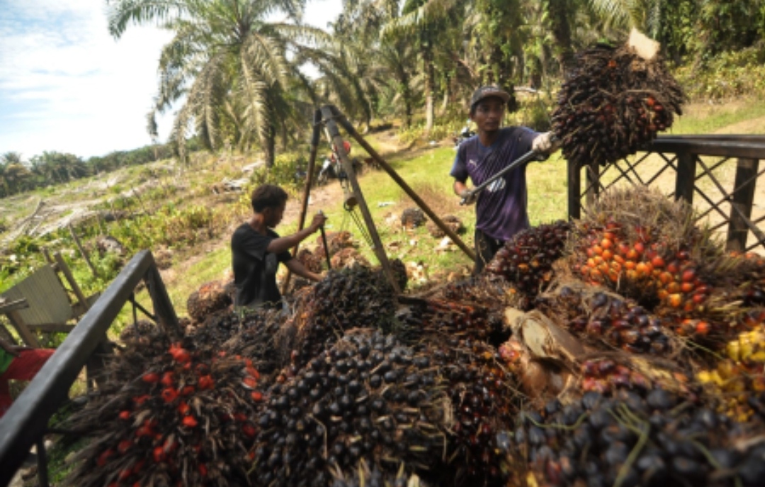 Indonesia Menuju Penghiliran Produk Sawit