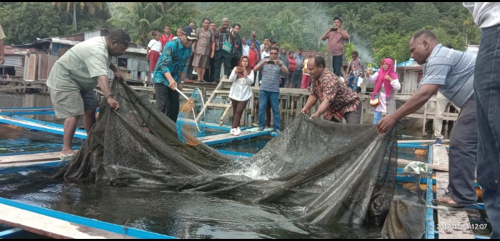 Walikota BTM Panen Perdana Ikan Mujair , Badan Usaha Kampung (BUNGKAM) Kampung Yoka