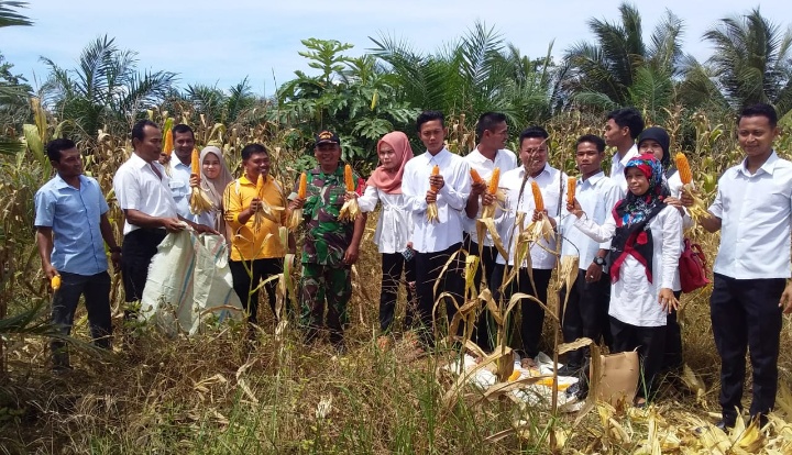 Dukung Upsus Pajale, Babinsa Koramil 16/Batang Natal Dampingi Panen Jagung