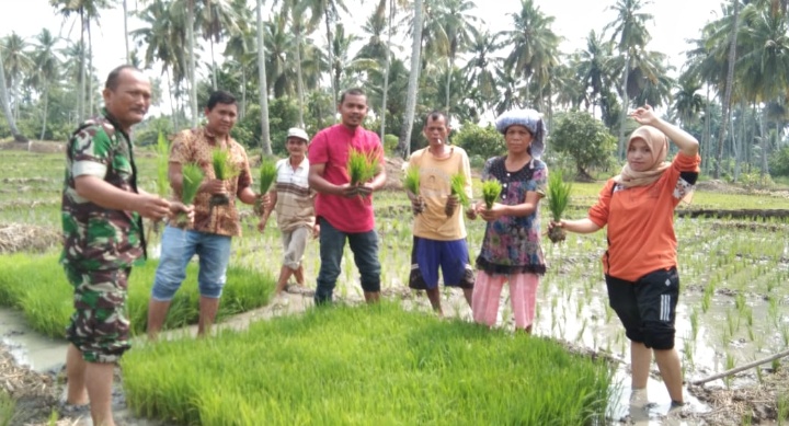 Dukung Swasembada Pangan, Babinsa Koramil 12/Siabu Bantu Petani Tanam Padi