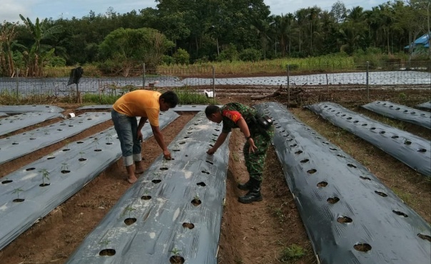 Babinsa Koramil 12/Siabu Dampingi Petani Budidaya Tanaman Cabai