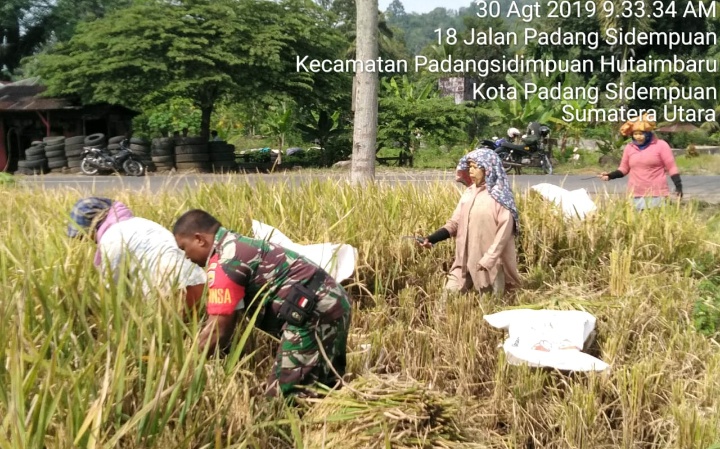 Babinsa Koramil 02/Kota P.Sidimpuan : Kami Mendampingi dan Memotivasi Petani Untuk Lebih Giat dan Bersemangat 