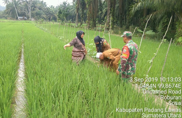 Babinsa Koramil 09/Sosa : Kekompakan Babinsa PPL Dan Petani Modal Utama Tingkatkan Hasil Pertanian