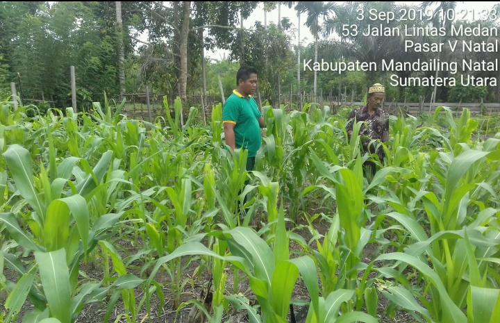 Dampingi Poktani, Babinsa Koramil 17/Natal Lakukan Perawatan Tanaman Jagung