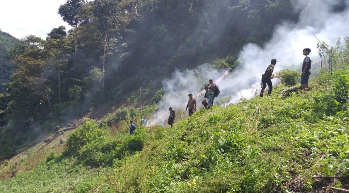 Setelah Musnahkan 7 Ha Ladang Ganja, Polres Mandailing Natal Kembali Temukan 5 Ha Ladang Ganja