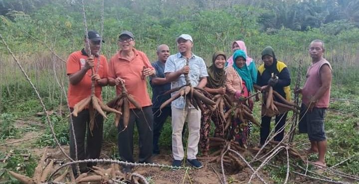 Bersama Masyarakat Kampung Dalam, Plt.Bupati Labuhanbatu Panen Ubi Kayu