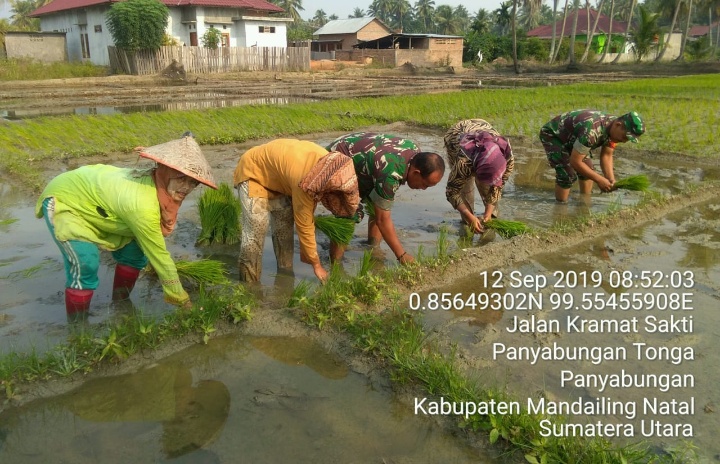 Menanam Padi, Poktan Mawar 1 Panyabungan Tonga Dibantu Babinsa Koramil 13/Panyabungan