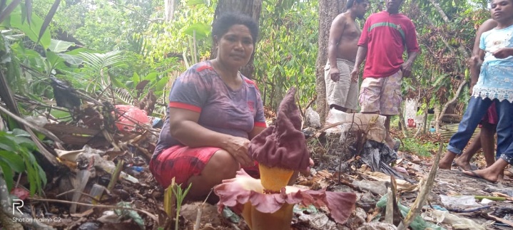 Di Sentani, Warga di Kagetkan dengan Munculnya Bunga Raflesia Arnoldi