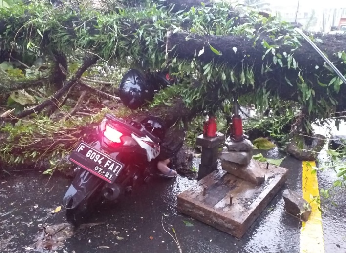 Pohon Tumbang di Jalan Cibungbulang, Satu Pengendara Tewas Tertimpa