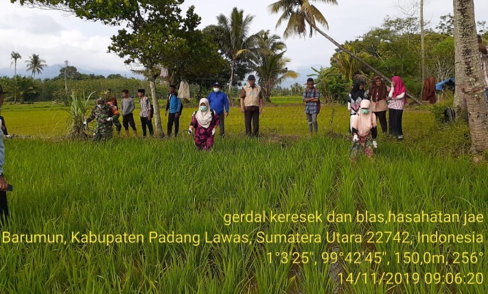 Kendalikan Penyakit Padi, Babinsa Koramil 08/Barumun Lakukan Penyemprotan Padi Bersama Petugas Dinas Pertanian