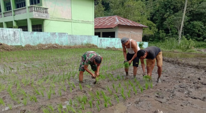 Babinsa Koramil 14/Kotanopan Bersama PPL Dampingi Petani Tanam Padi