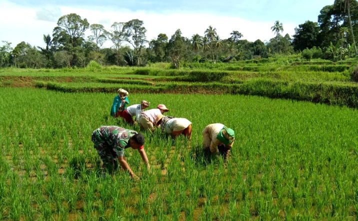 Upsus Pajale, Babinsa Koramil 01/Batangtoru Beri Motivasi Dengan Membantu Perawatan Padi