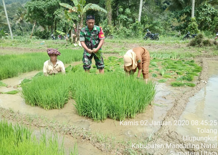 Upsus Swasembada Pangan, Babinsa Koramiul 14/Kotanopan Dampingi Petani Tanam Padi