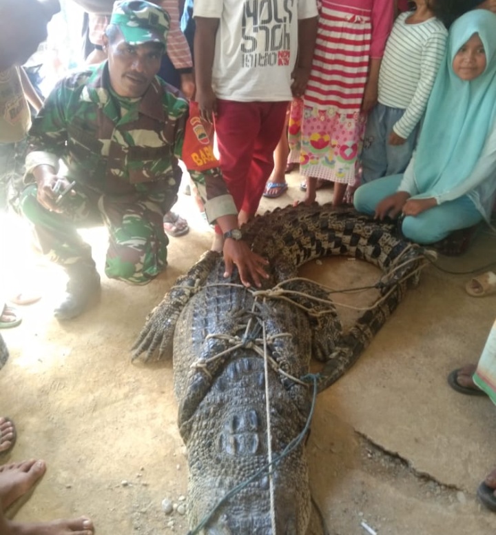 Masyarakat Bersama Babinsa Koramil 17/Natal Berhasil Amankan Buaya Liar