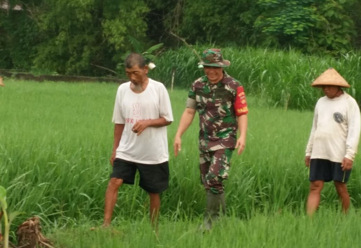 Turun ke Sawah, Babinsa Mojosongo jadi Motivator dan Penyemangat Petani