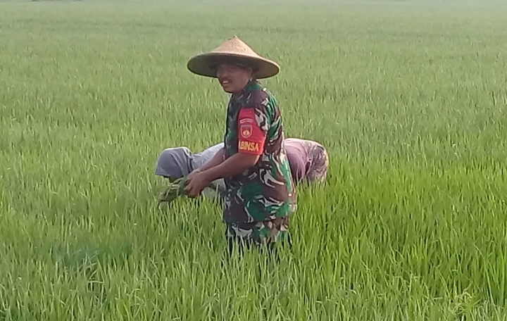 Babinsa Nogosari Aktif Bantu Petani Terjun ke Sawah