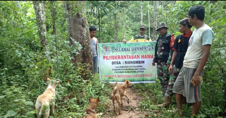 Basmi Hama Babi, Babinsa Koramil 14/Kotanopan Bersama Warga Lakukan Perburuan Babi