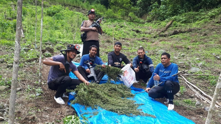 Enam Puluh Gabungan Personil Polri Gelar Operasi Pemberantasan Dan Pemusnahan Ladang Ganja Di Wilkum Polres Ma