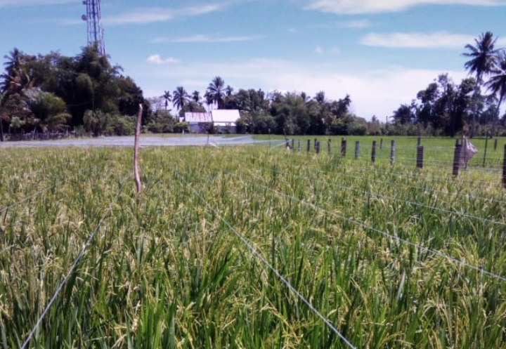 Petani di Moncrang Keluhkan Hama Burung Pipit, Dikuatirkan Akan Mengalami Gagal Panen