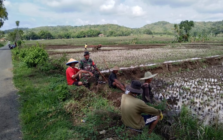 Wujudkan Kebersamaan Babinsa Gunung Terjun ke Sawah