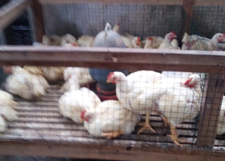 Harga Ayam Potong di Sama Tiga Masih Meningkat